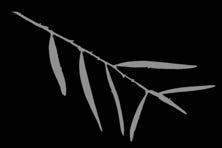 Curlew Escape Sail Logo